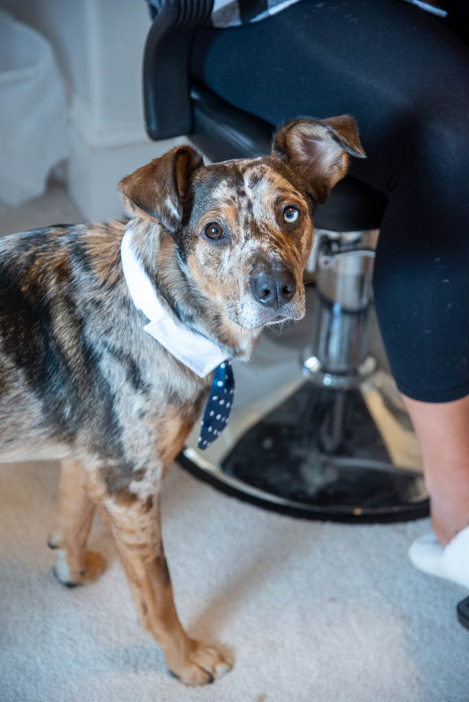 up close of the couple's dog wearing a tie