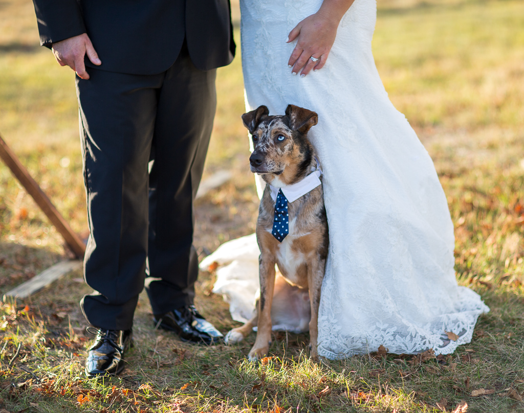 bride and groom's dog sitting at their feet